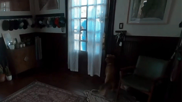 WATCH: Artemis II astronaut Christina Koch reunites with dog after 10 days in space Perth Private Schools